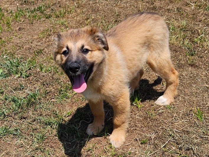Adotta un cane, maschio, 2 mesi, Crotone