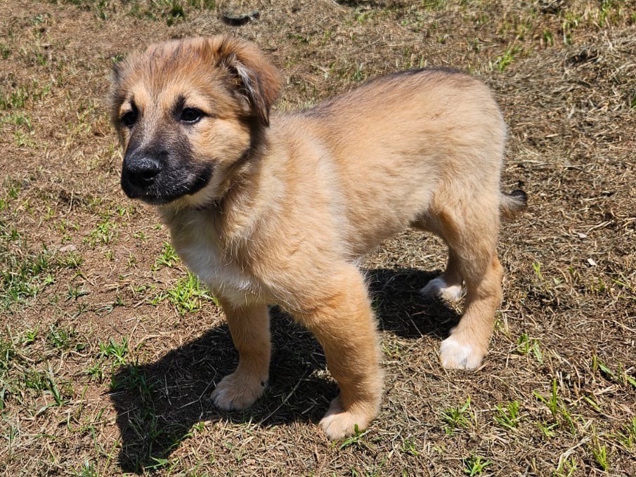 Adotta un cane, taglia media, maschio, Crotone