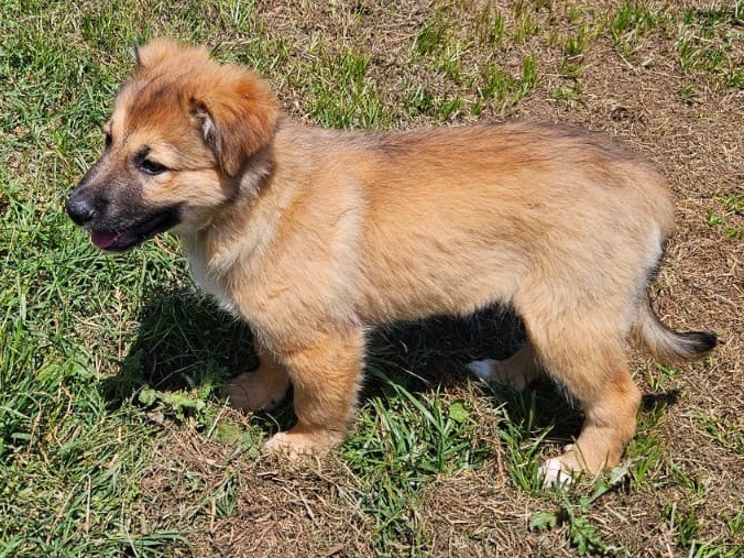 Vuoi adottare un cane a Crotone?