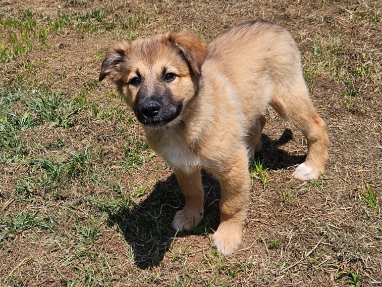 Adotta il cane MASCHIETTOUNO a Crotone
