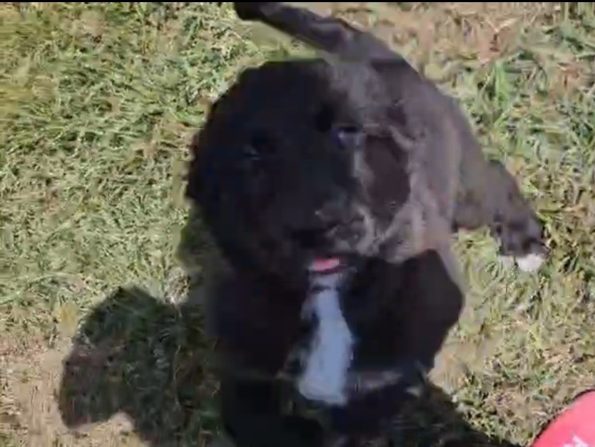 Adotta un cane, femmina, 2 mesi, Crotone