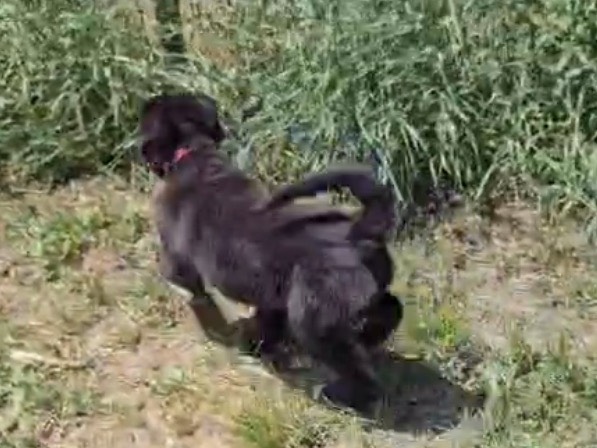 Adotta un cane, taglia media, femmina, Crotone