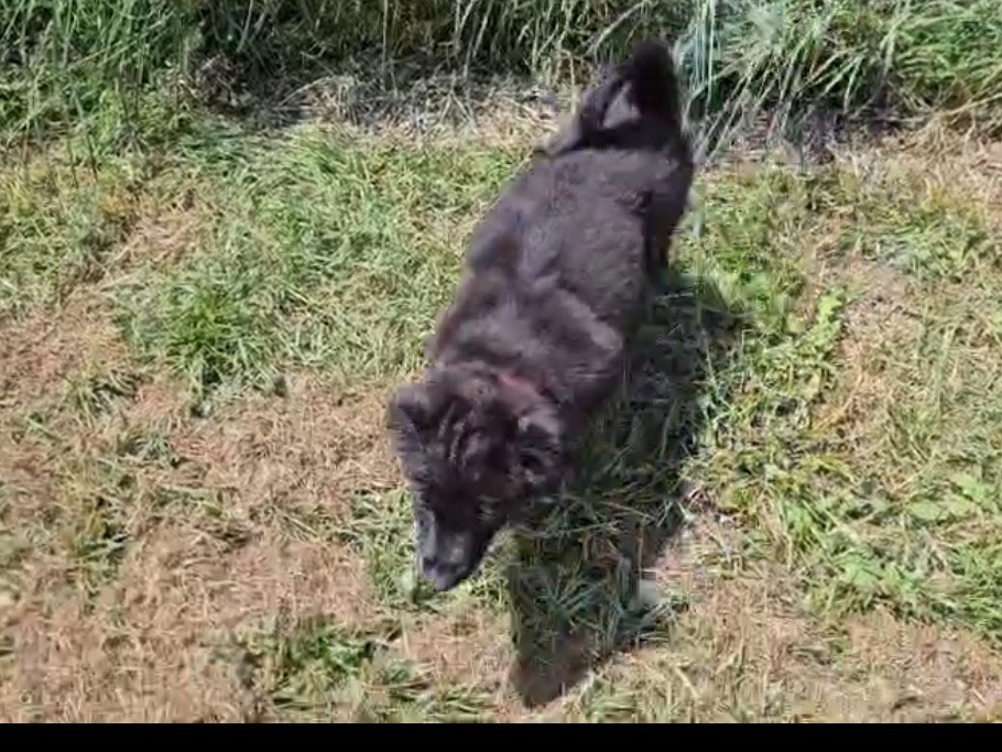 Vuoi adottare un cane a Crotone?