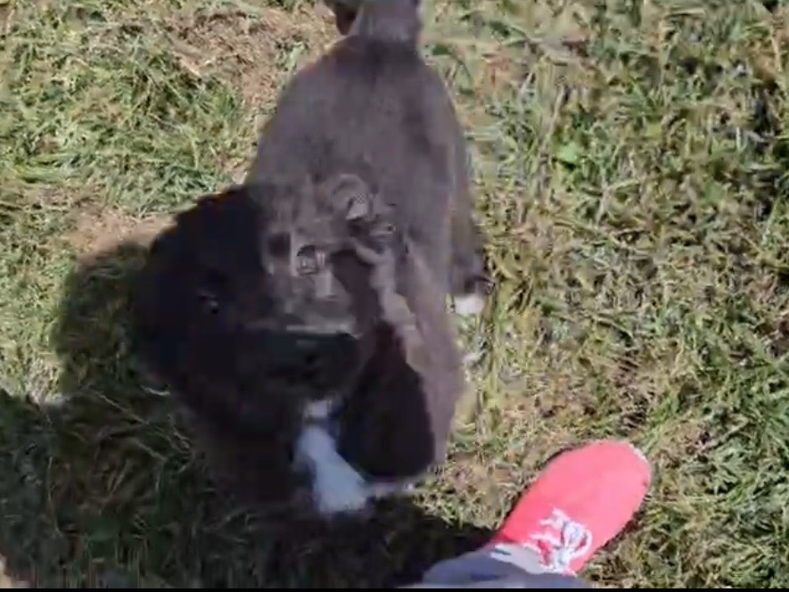 Adotta il cane FEMMINADUE a Crotone