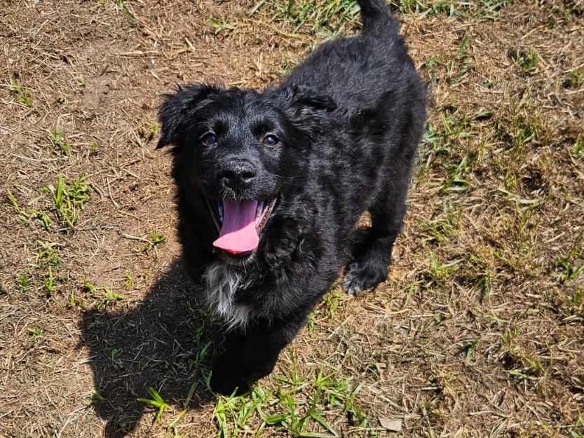 Adozione cane, femmina, Razza sconosciuta Razza sconosciuta, 2 mesi, taglia media, Crotone