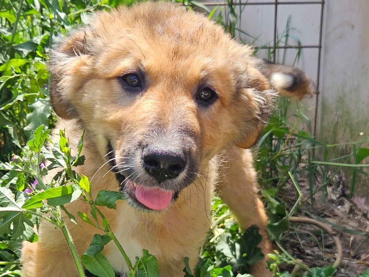 Adozione cane, maschio, Razza sconosciuta Razza sconosciuta, 2 mesi, taglia media, Crotone
