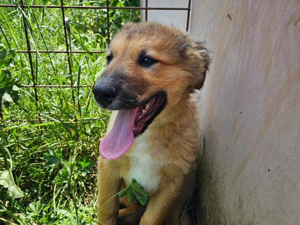 Adotta un cane, taglia media, maschio, Crotone