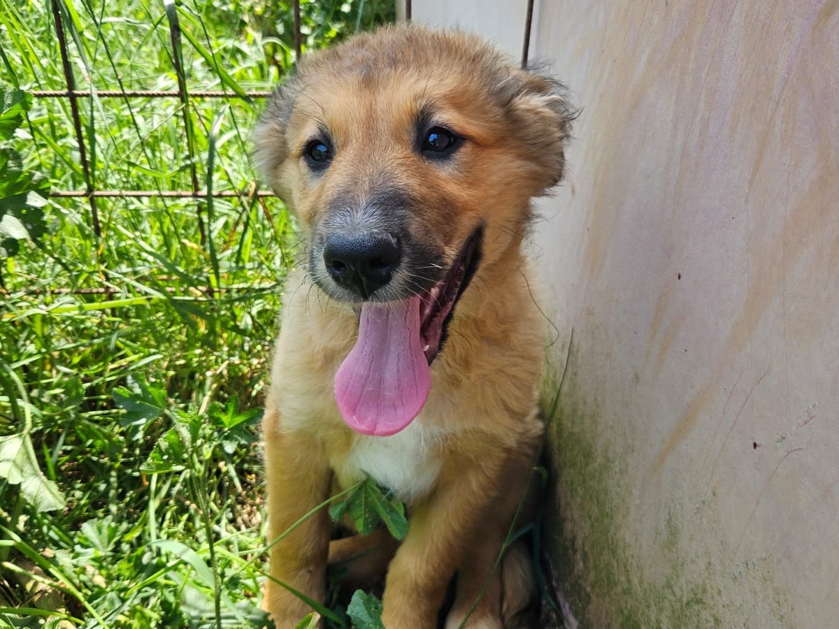 Adotta un cane, maschio, 2 mesi, Crotone
