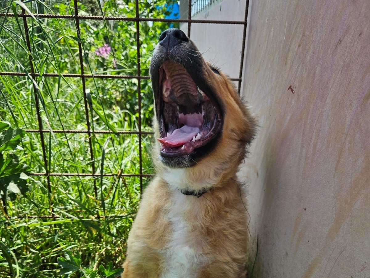 Adotta il cane MASCHIETTODUE a Crotone