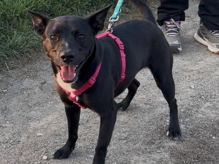 Adozione cane, femmina, Razza sconosciuta Razza sconosciuta, 1 anno e 4 mesi, taglia piccola, Milano