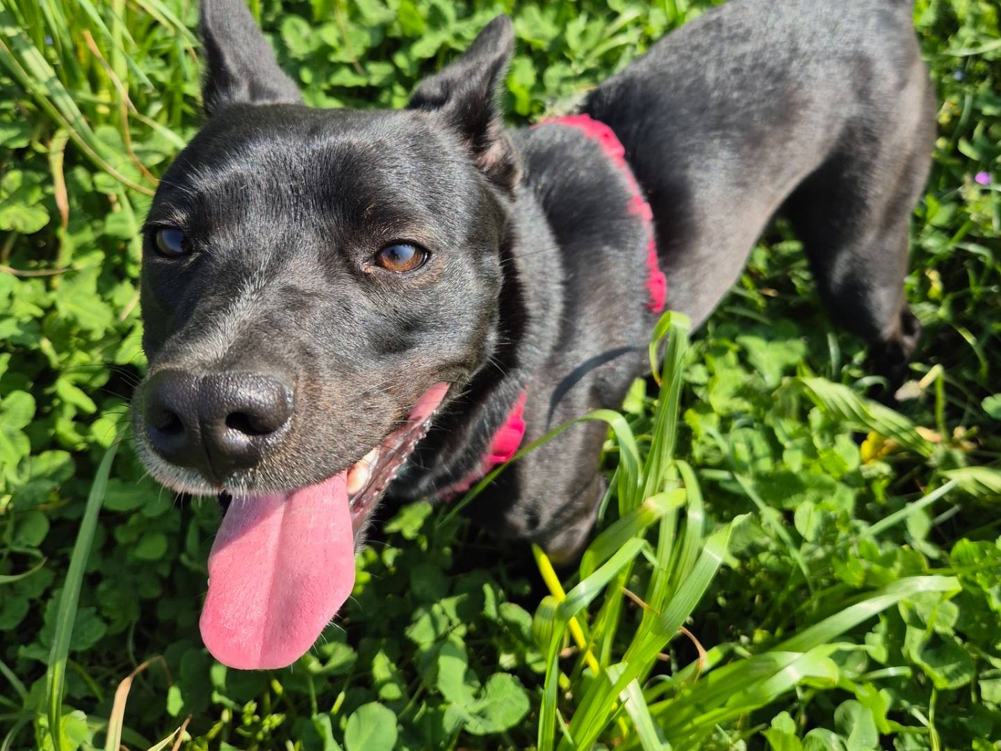 Adotta un cane, femmina, 1 anno e 4 mesi, Milano
