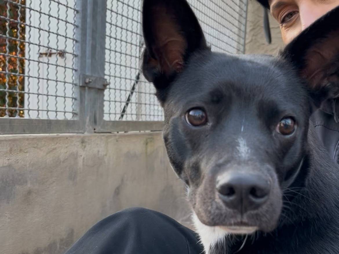 Adotta un cane, taglia piccola, femmina, Milano