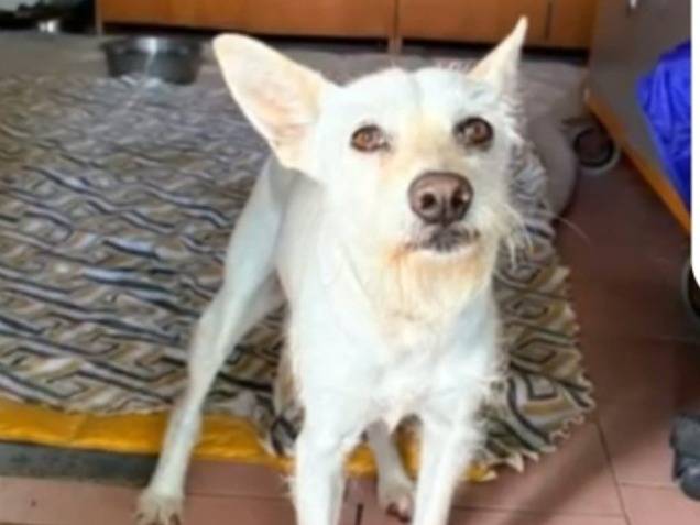 Adozione cane, femmina, Razza sconosciuta Razza sconosciuta, 3 anni e 1 mese, taglia piccola, Napoli