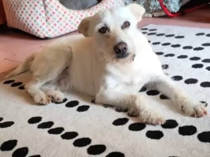 Vuoi adottare un cane a Napoli?
