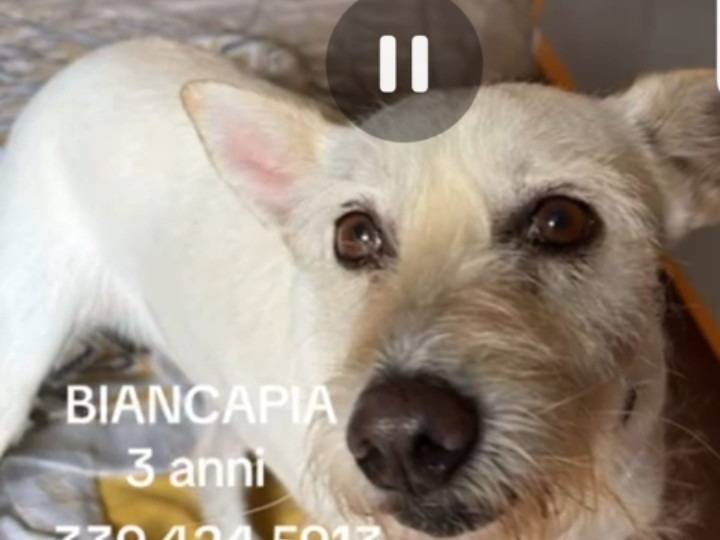 Adotta il cane Biancapia a Napoli