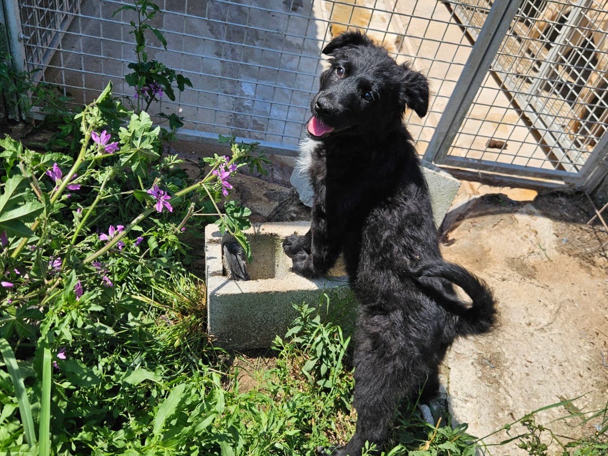 Adozione cane, femmina, Razza sconosciuta Razza sconosciuta, 2 mesi, taglia media, Crotone