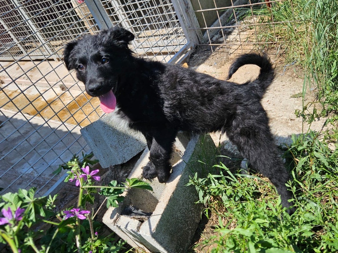 Adotta un cane, femmina, 2 mesi, Crotone