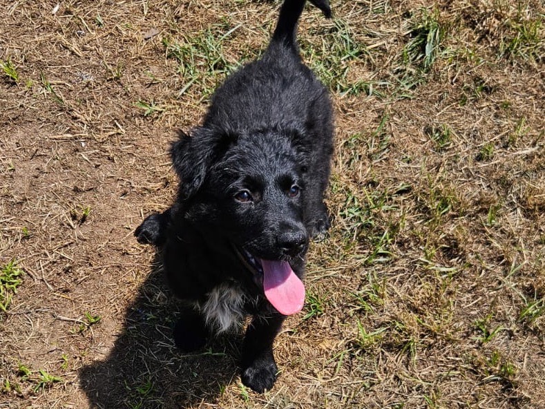Adotta un cane, taglia media, femmina, Crotone