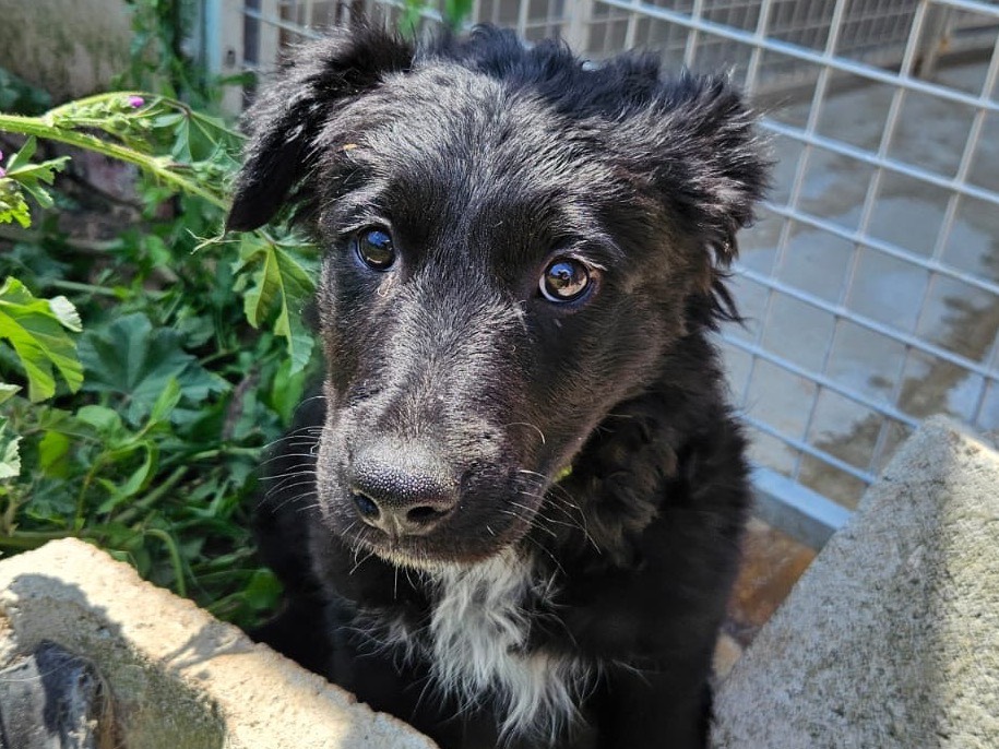 Vuoi adottare un cane a Crotone?