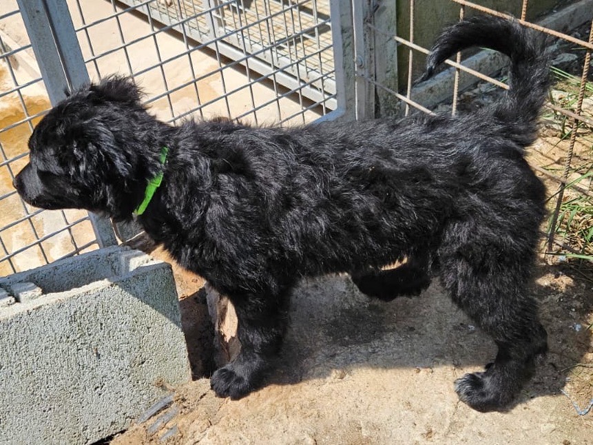 Adotta il cane FEMMINAUNO a Crotone
