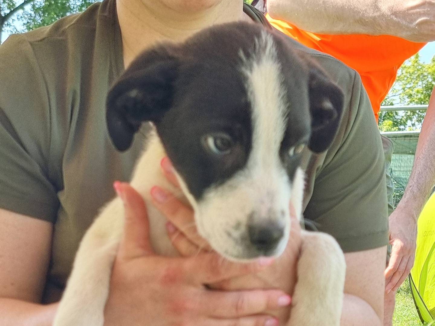 Adozione cane, maschio, Razza sconosciuta Razza sconosciuta, 4 mesi, taglia media, Pavia