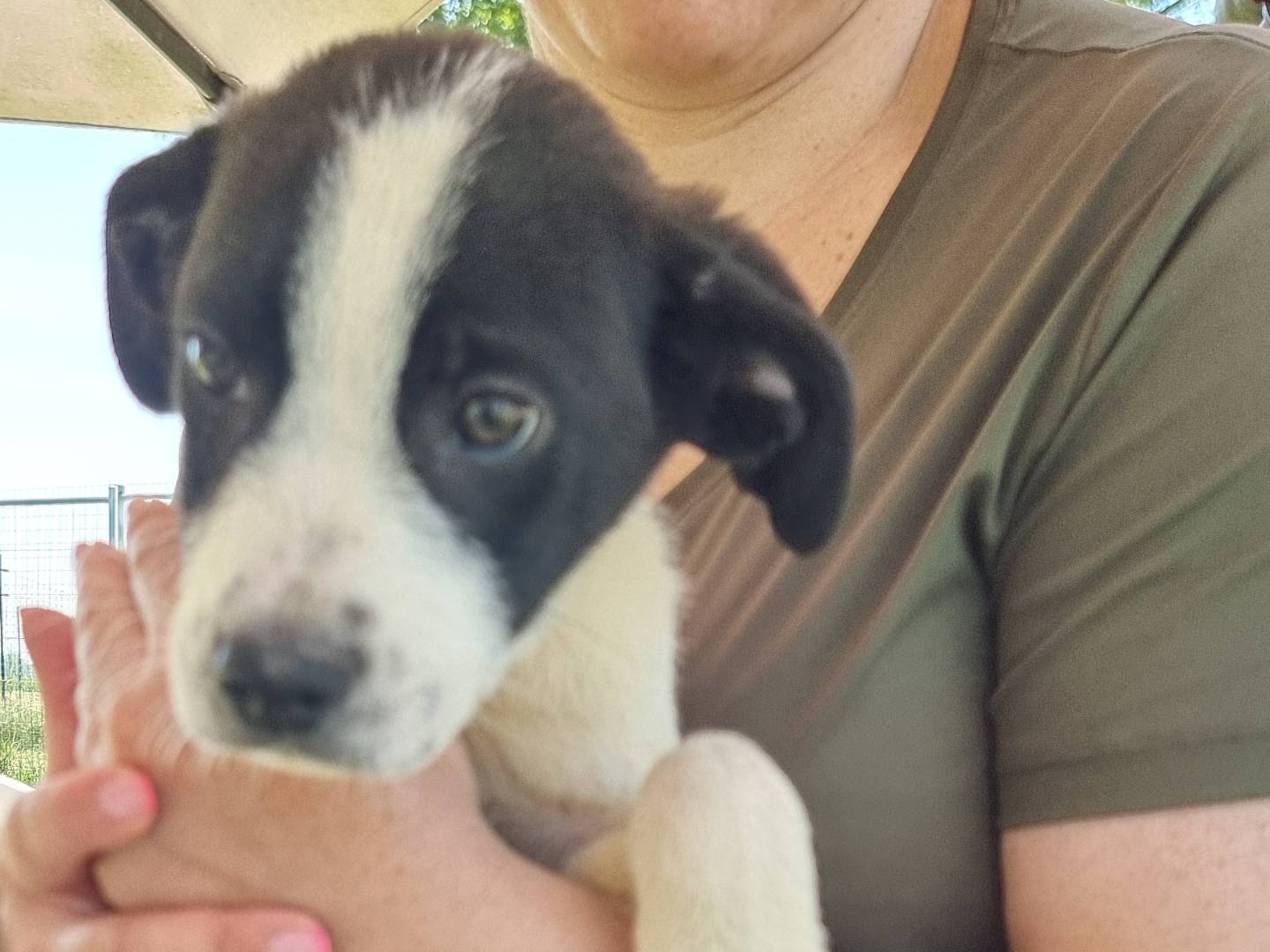 Adotta un cane, taglia media, maschio, Pavia