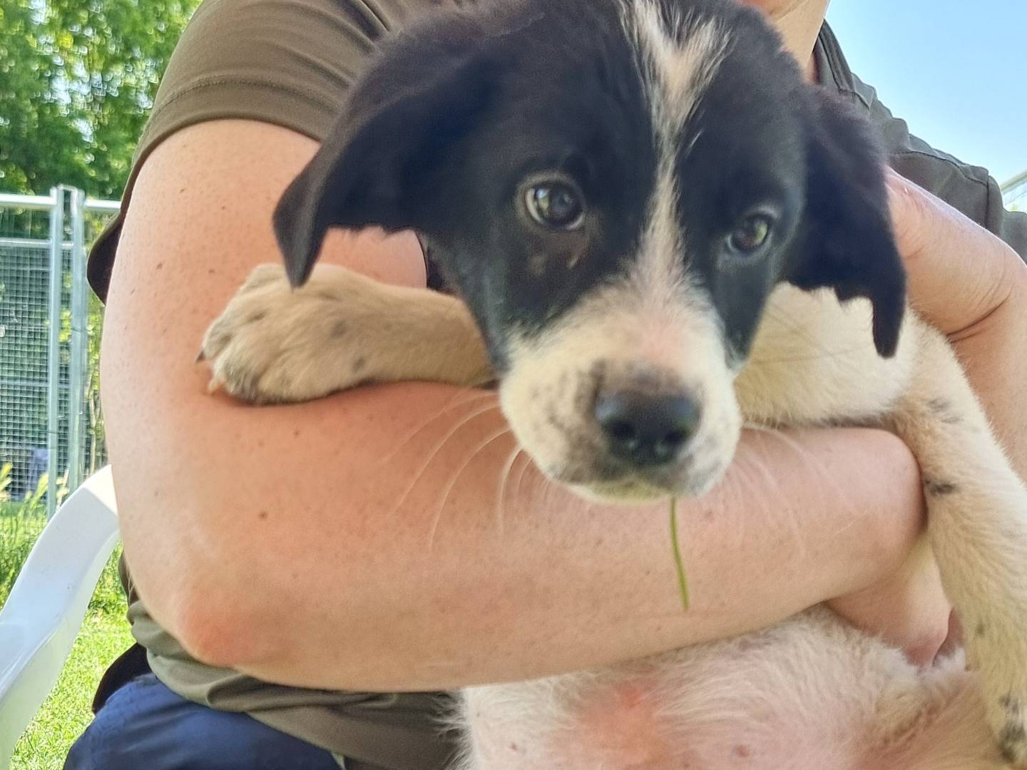 Adozione cane, femmina, Razza sconosciuta Razza sconosciuta, 4 mesi, taglia media, Pavia