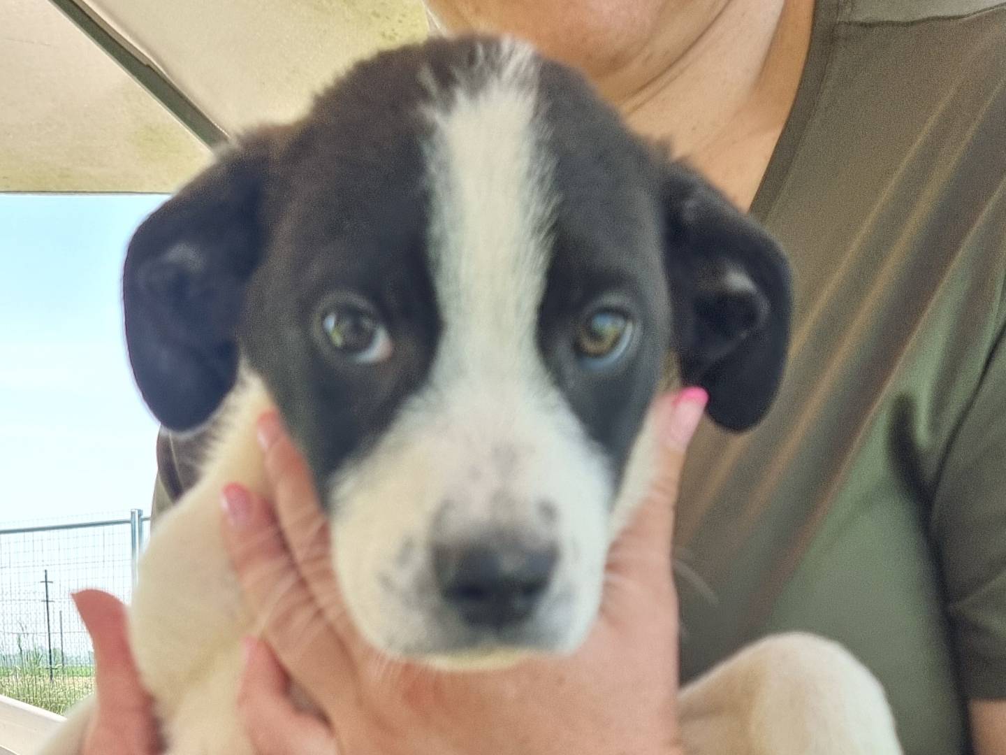 Adotta un cane, femmina, 4 mesi, Pavia