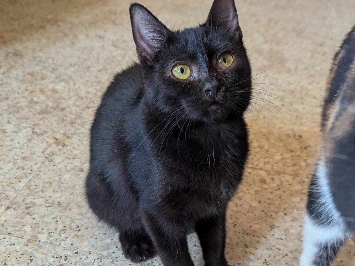 Adozione gatto, maschio, Razza sconosciuta Razza sconosciuta, 9 mesi, taglia non valida, Teramo
