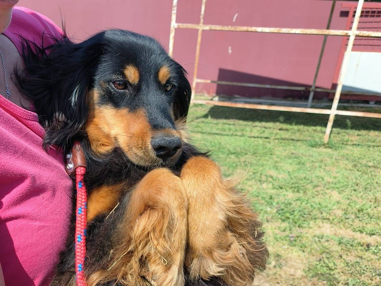 Adotta un cane, femmina, 1 anno e 4 mesi, Latina