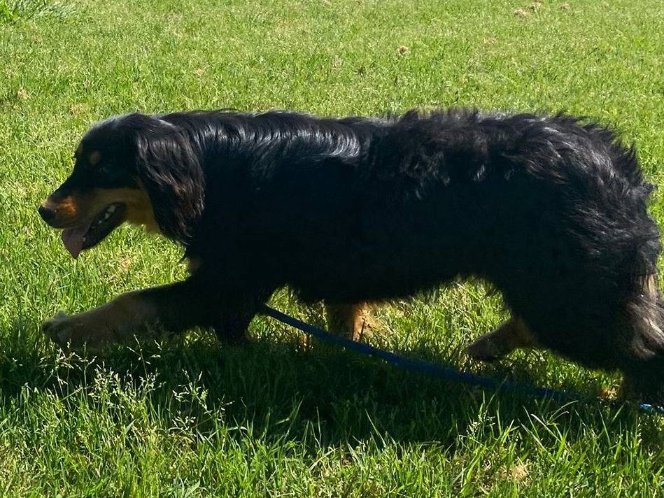Adotta il cane Follia  a Latina