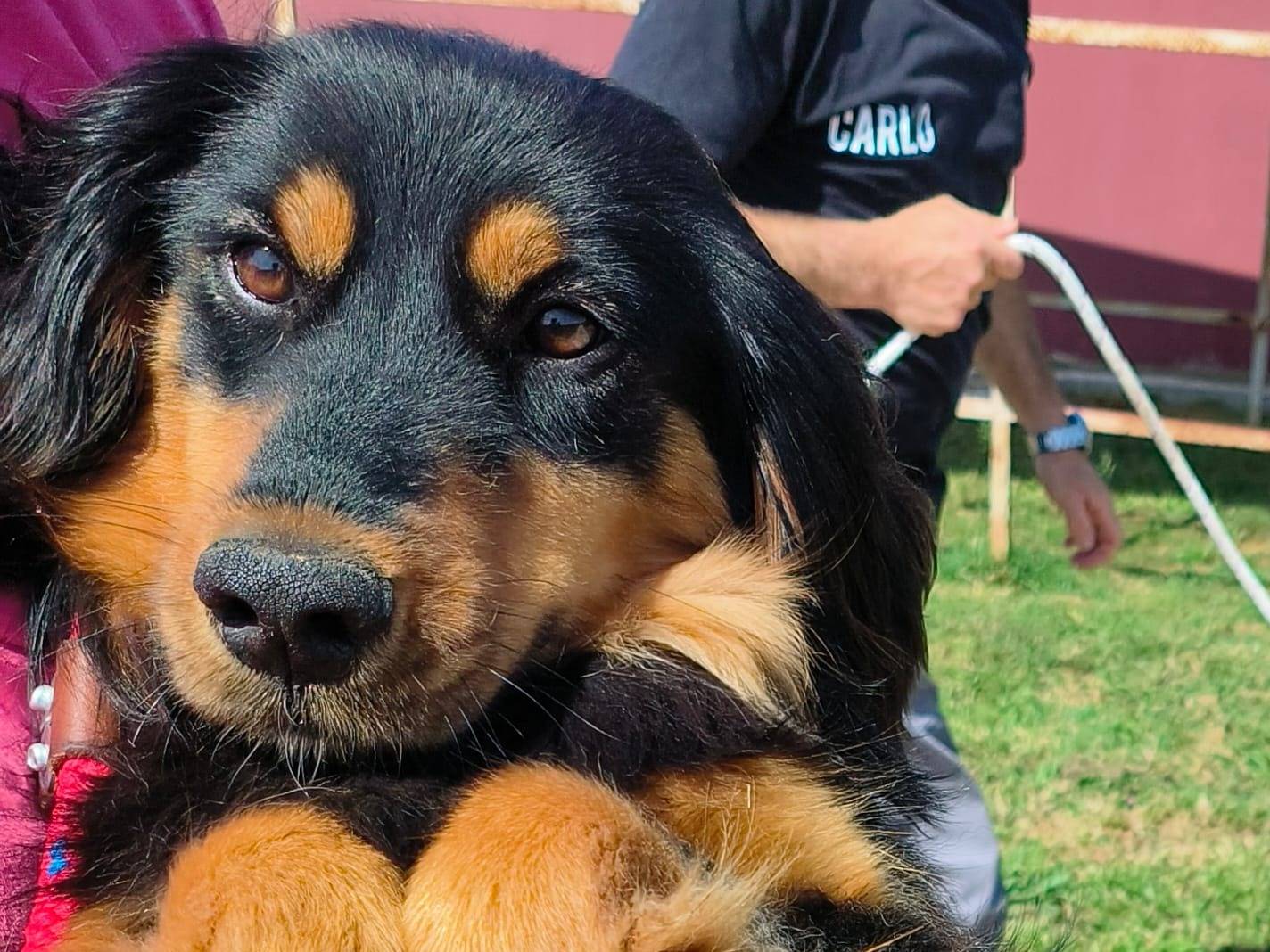 Adozione cane, femmina, Bassotto Razza sconosciuta, 1 anno e 4 mesi, taglia media contenuta, Latina