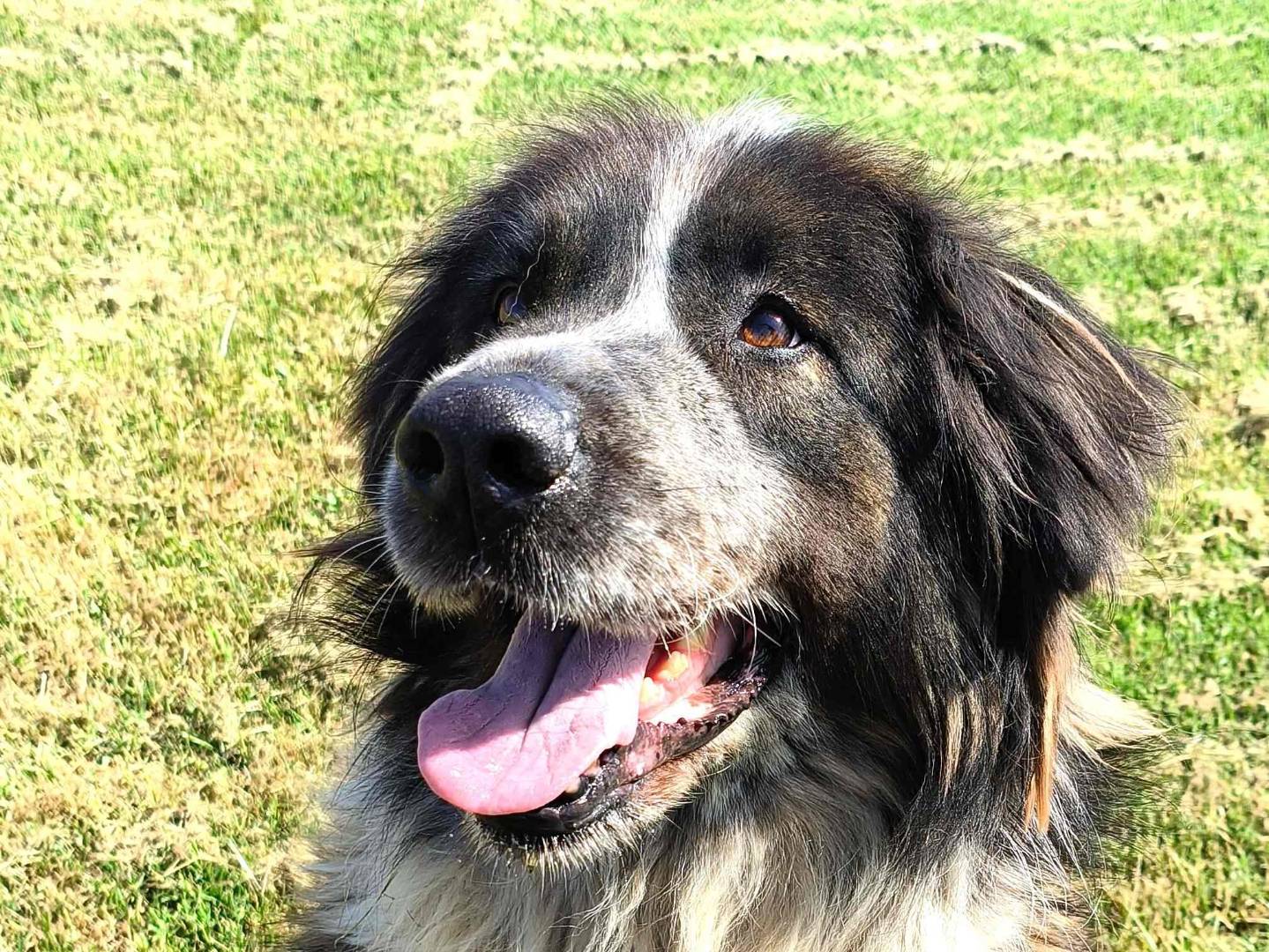 Adozione cane, femmina, Razza sconosciuta Razza sconosciuta, 1 anno e 4 mesi, taglia grande, Latina