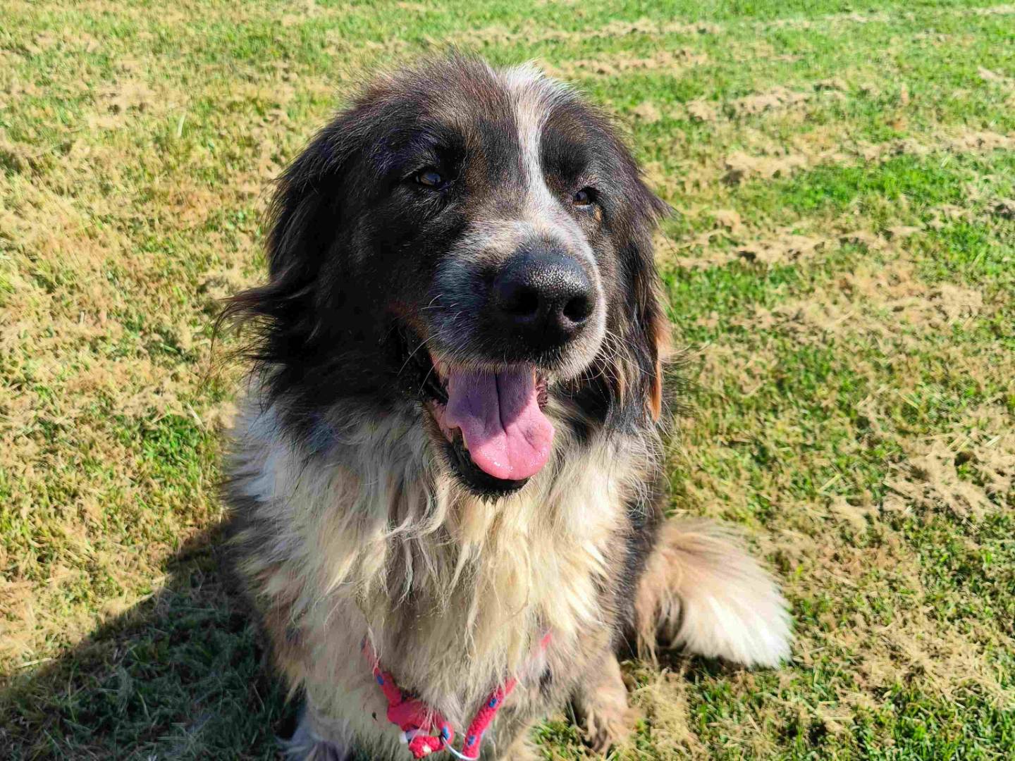 Adotta un cane, taglia grande, femmina, Latina