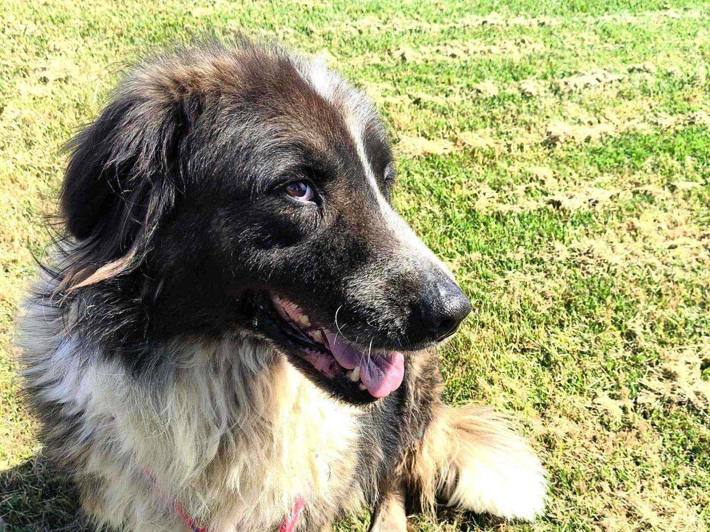 Vuoi adottare un cane a Latina?