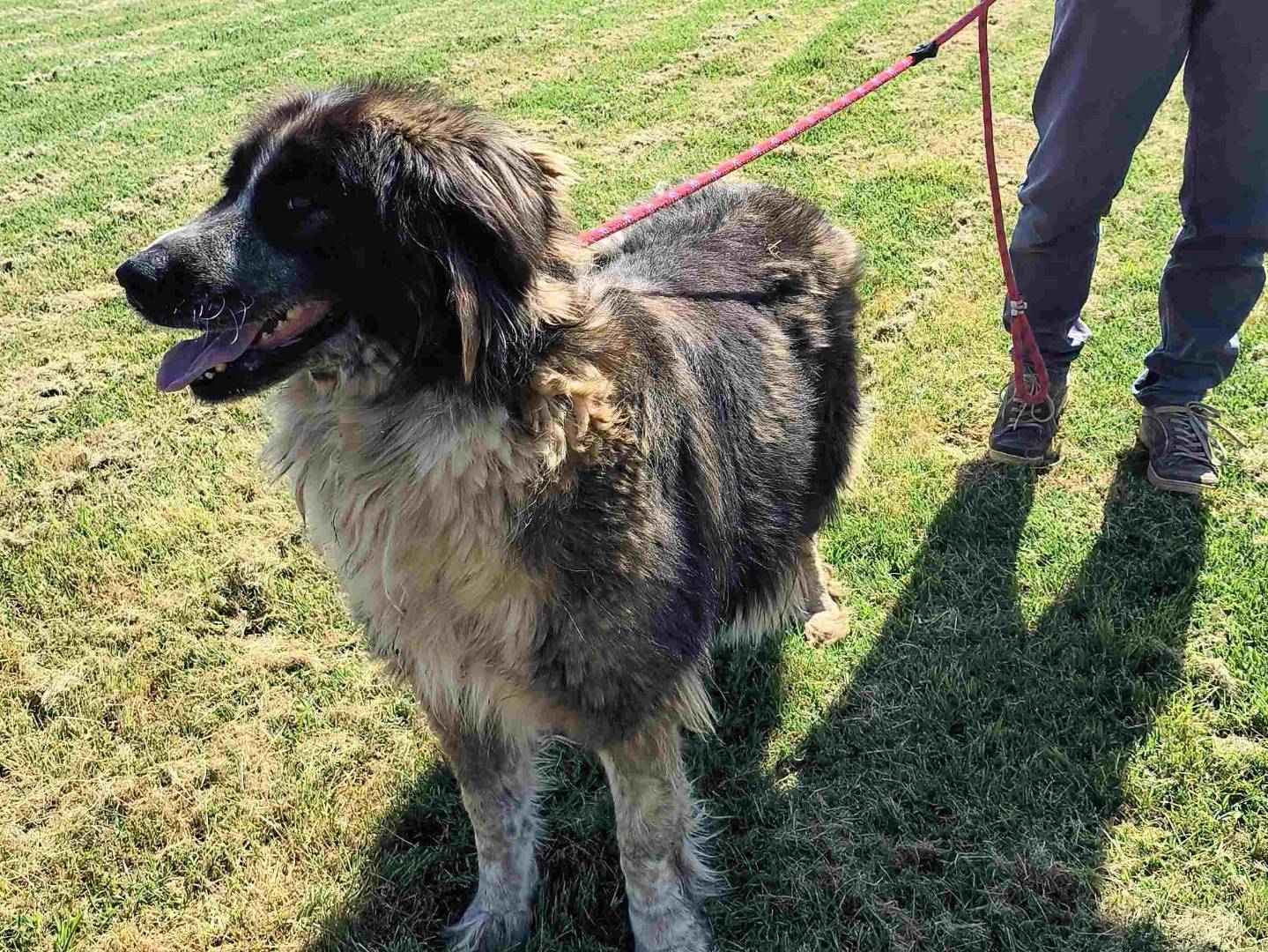 Adotta il cane Alda a Latina