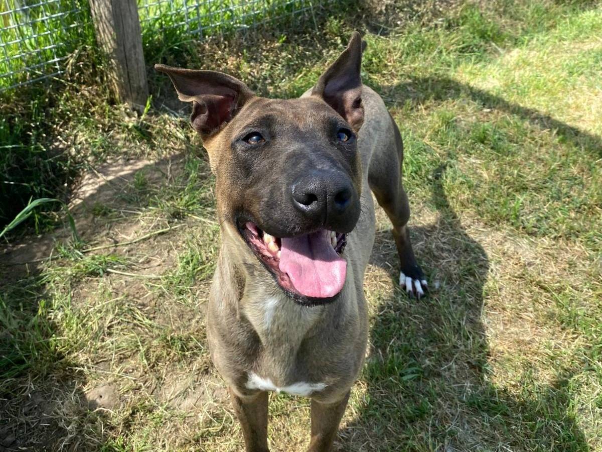 Adozione cane, femmina, Pastore Belga Malinois Razza sconosciuta, 11 mesi, taglia media, Latina