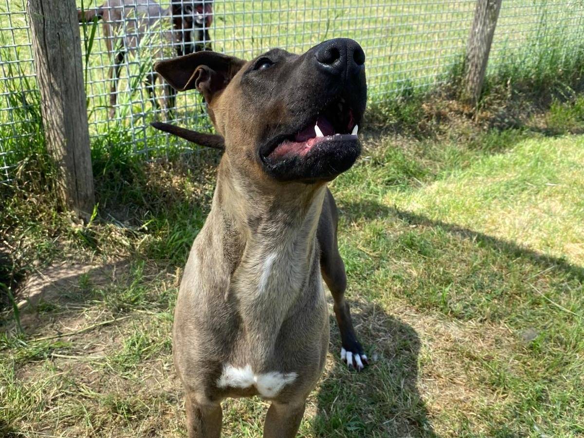 Adotta un cane, femmina, 11 mesi, Latina