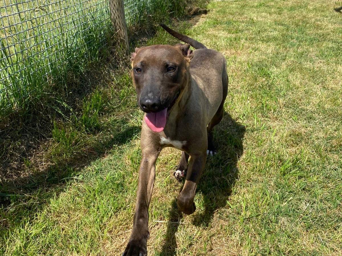 Adotta un cane, taglia media, femmina, Latina