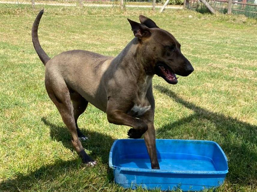 Vuoi adottare un cane a Latina?