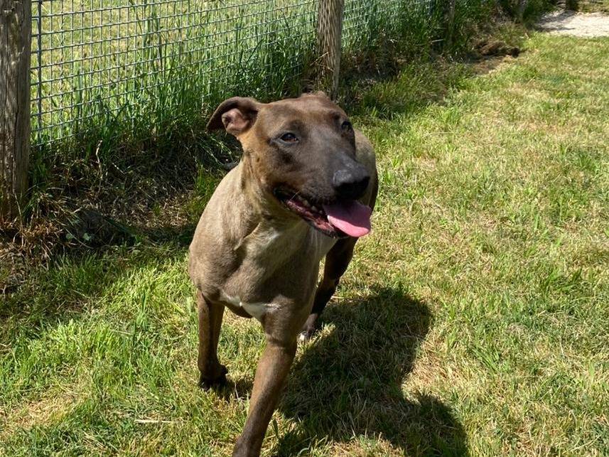 Adotta il cane MALI  a Latina