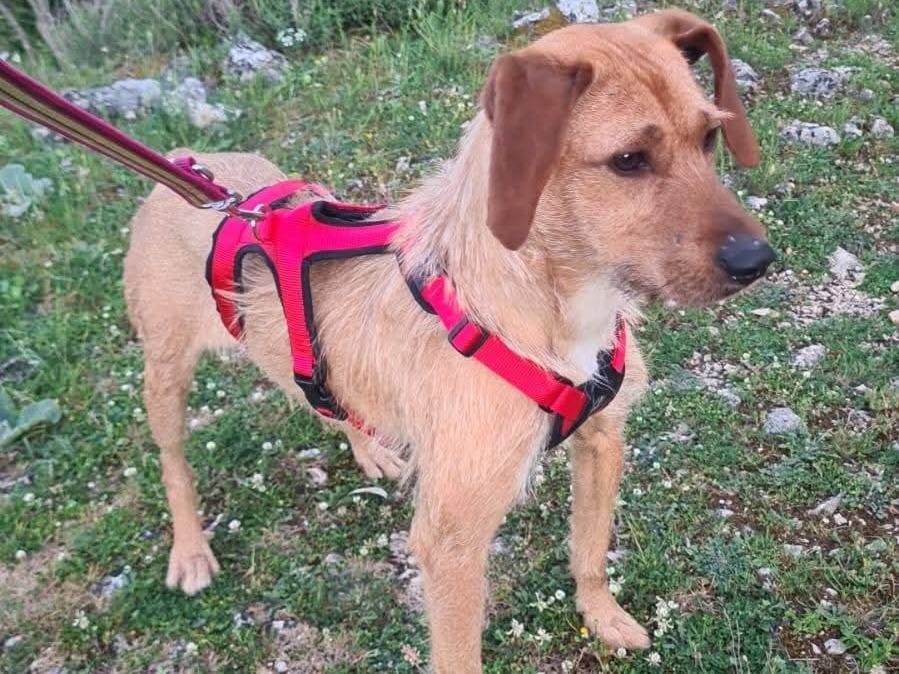 Adozione cane, femmina, Razza sconosciuta Razza sconosciuta, 9 mesi, taglia media contenuta, Frosinone