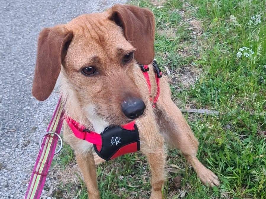Adotta un cane, femmina, 9 mesi, Frosinone