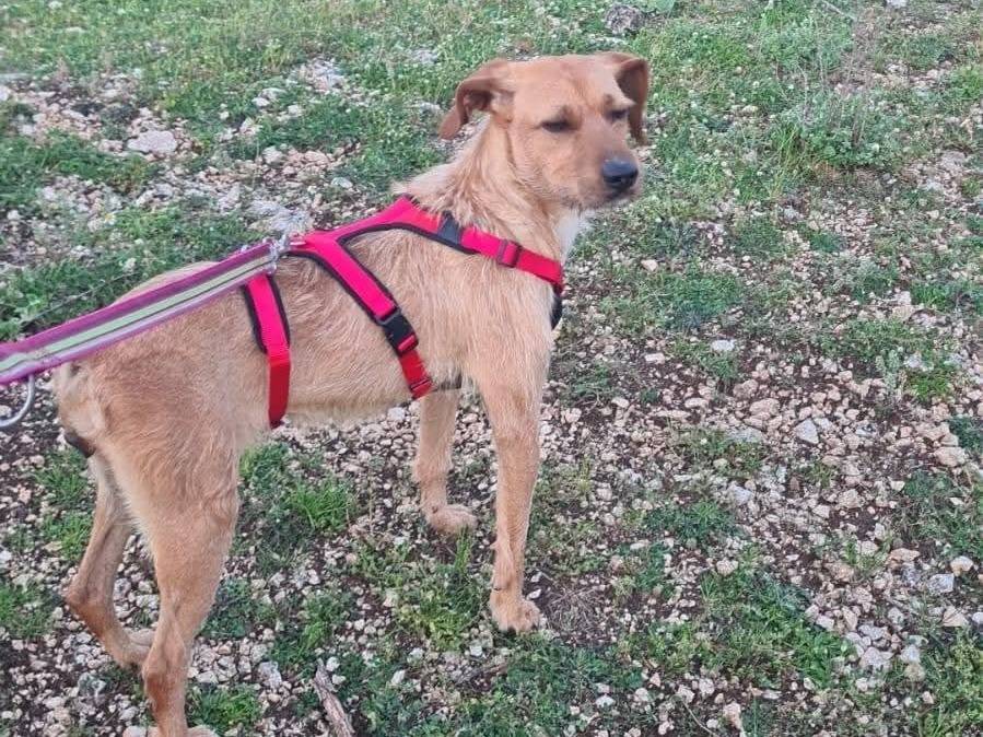 Adotta un cane, taglia media contenuta, femmina, Frosinone