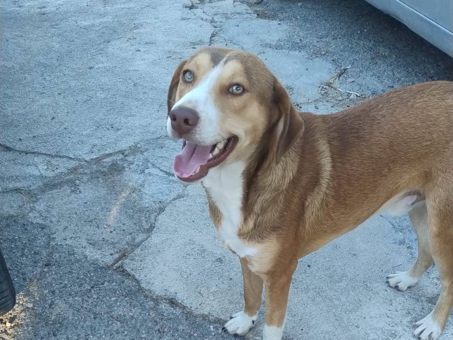 Adozione cane, maschio, Razza sconosciuta Razza sconosciuta, 2 anni e 1 mese, taglia media contenuta, Agrigento