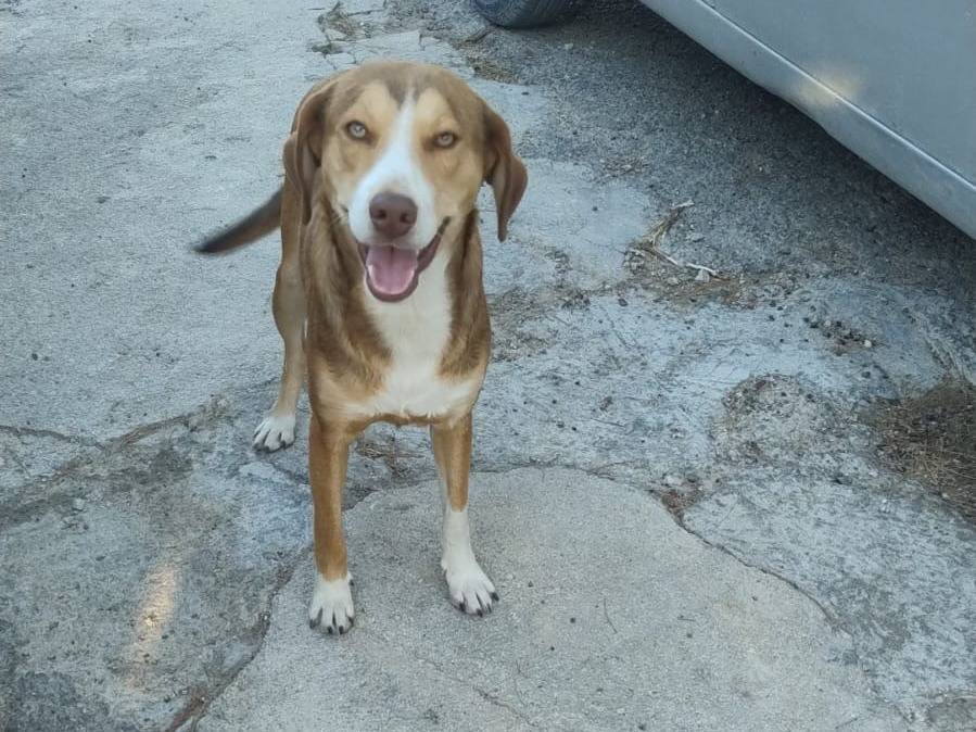 Adotta un cane, maschio, 2 anni e 1 mese, Agrigento