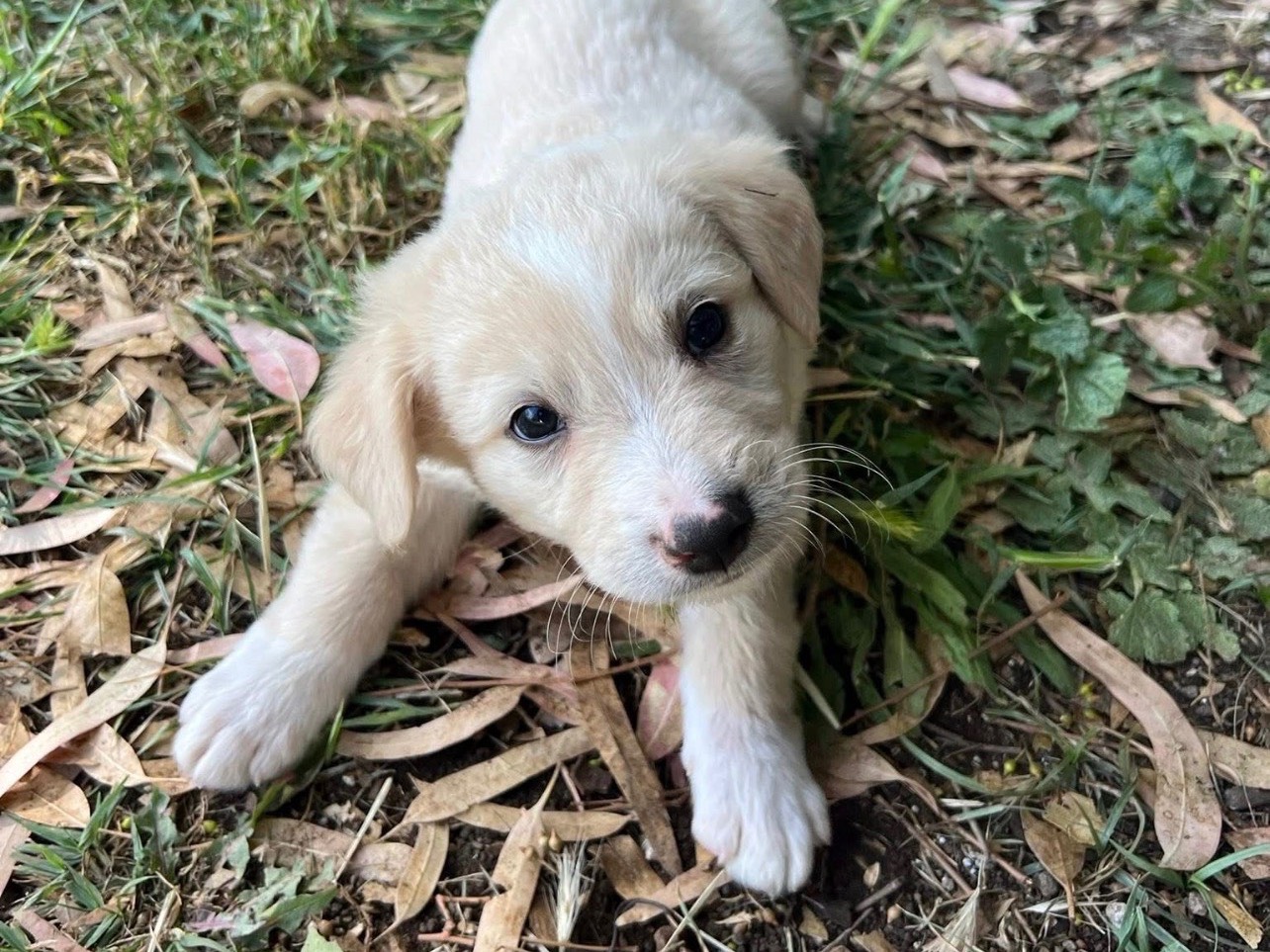 Adotta un cane, maschio, 1 mesi, Roma