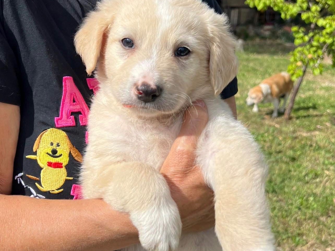 Adotta un cane, taglia media, maschio, Roma