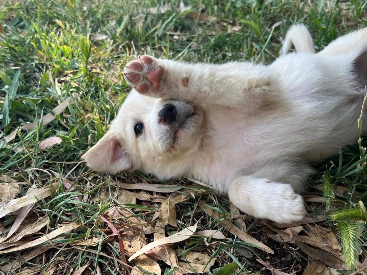 Adozione cane, maschio, Razza sconosciuta Razza sconosciuta, 1 mesi, taglia media, Roma