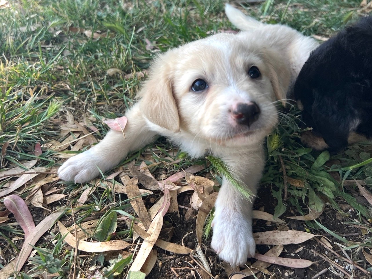 Adotta il cane Mochi a Roma